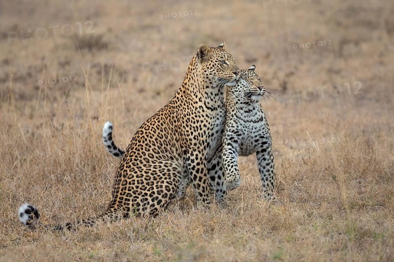 Leopard (Panthera pardus) female with cub close together, Sabi Sands, South Africa, Africa