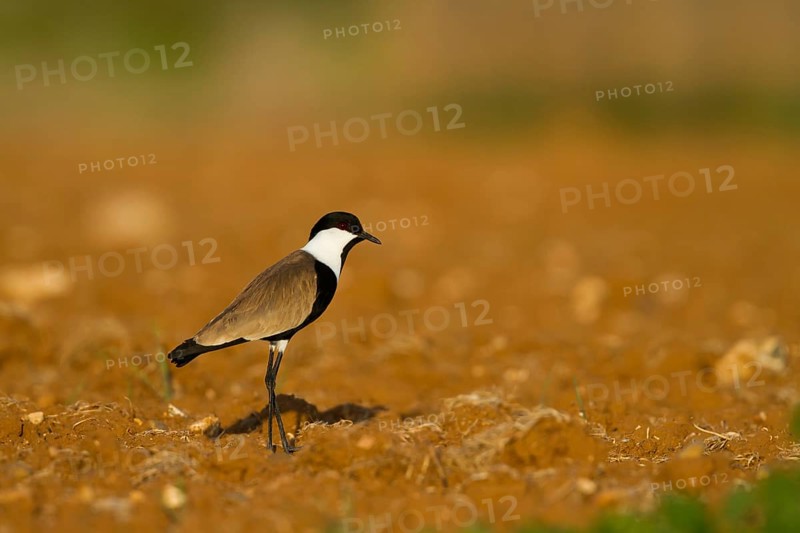Spur-winged Lapwing (Vanellus spinosus), Cyprus, Europe