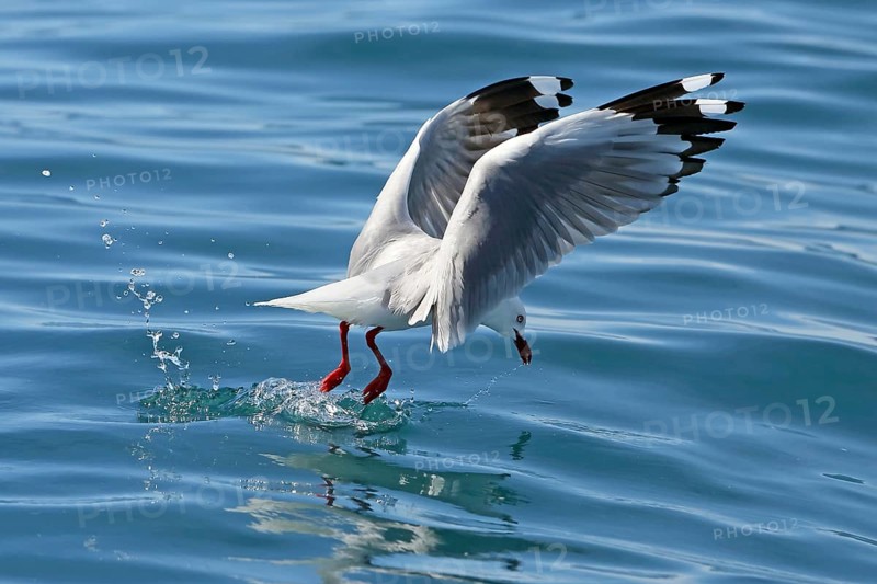 Silver Gull (Chroicocephalus novaehollandiae scopulinus) flying, New Zealand, Oceania