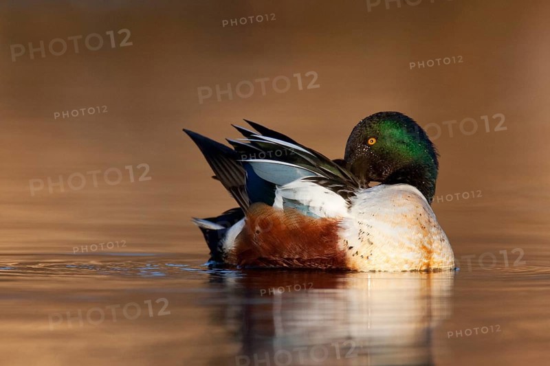 Northern Shoveler (Spatula clypeata) male, British Columbia, Canada, North America