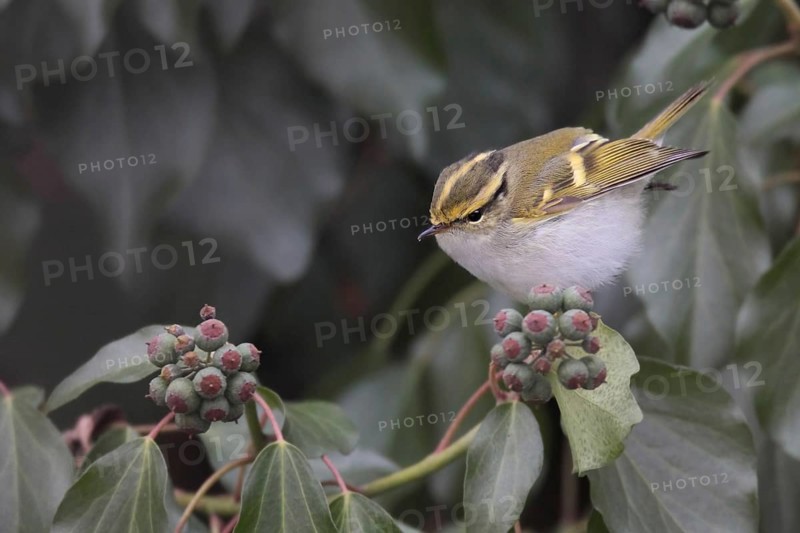 Pallas's Leaf Warbler (Phylloscopus proregulus), Solothurn, Switzerland, Europe