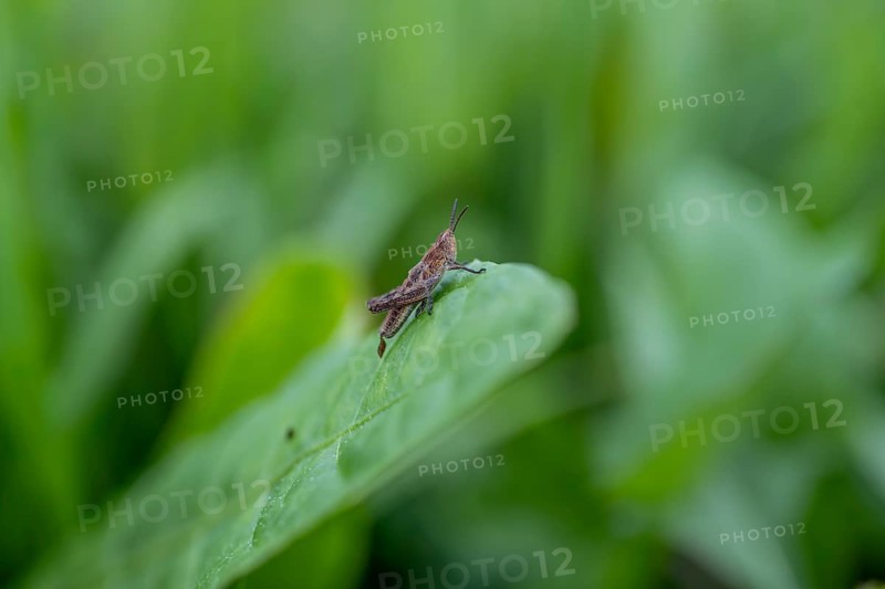 Brown locust (locusta), grasshopper, on a blade of grass in a meadow, Tyrol, Austria, Europe