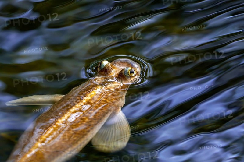 Largescale four-eyes (Anableps anableps), species of four-eyed fish native to fresh and brackish waters of northern South America and Trinidad