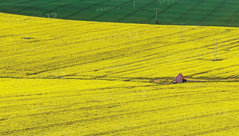 Rape field in bloom with a small house. Landscape near Dornstadt Baden-Württemberg, Germany, Europe