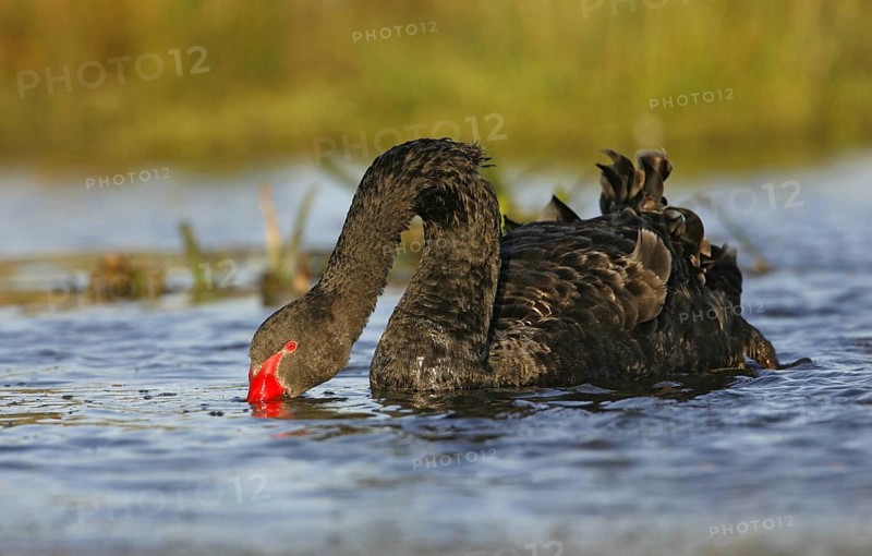 Black Swan (Cygnus atratus), Victoria, Australia, Oceania