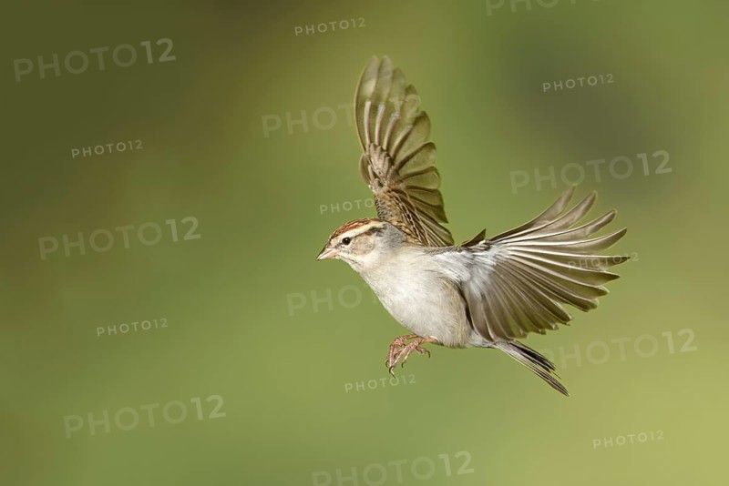 Chipping Sparrow (Spizella passerina) male, Texas, USA, North America