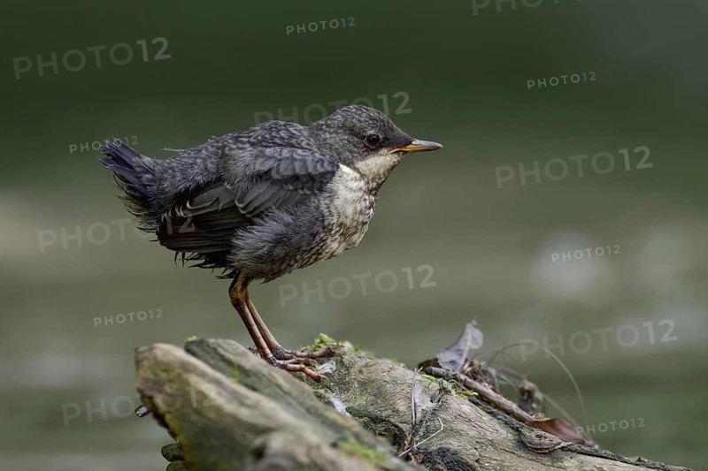 White-throated Dipper (Cinclus cinclus) juvenile, North Rhine-Westphalia, Germany, Europe