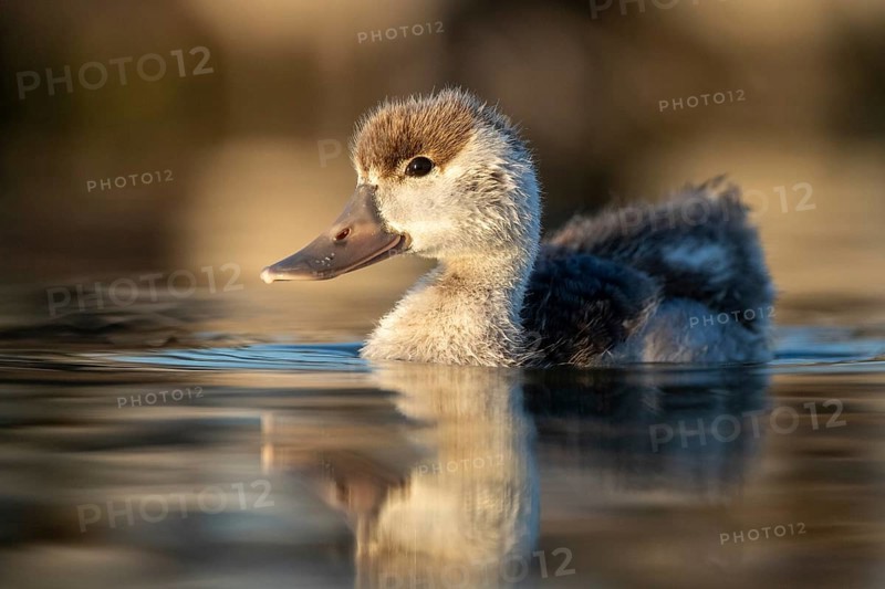 Common Shelduck (Tadorna tadorna) juvenile, Castile-La Mancha, Spain, Europe