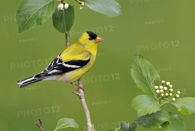 American Goldfinch (Spinus tristis) male, British Columbia, Canada, North America