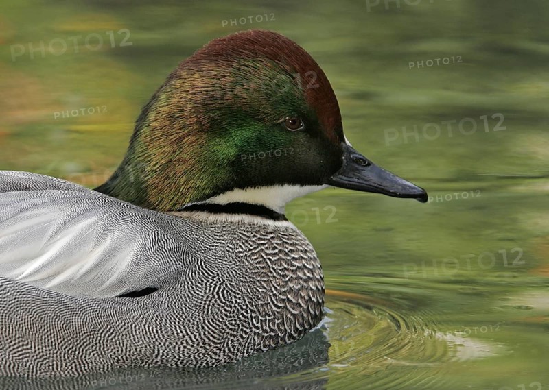Falcated Duck (Mareca falcata) male, California, USA, North America