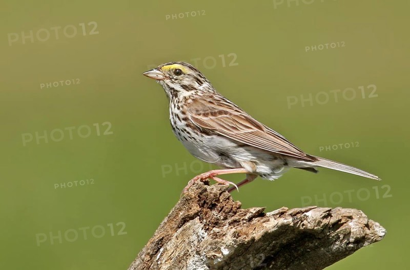 Savannah Sparrow (Passerculus sandwichensis), Saskatchewan, Canada, North America