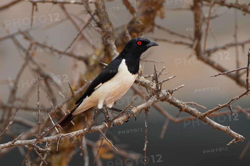 Magpie Starling (Speculipastor bicolor) male, Samburu, Kenya, Africa