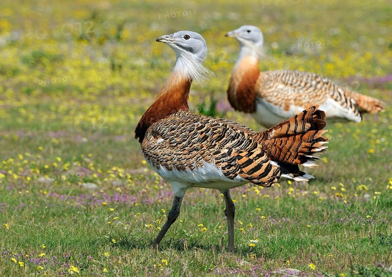 Great Bustard (Otis tarda), Extremadura, Spain, Europe