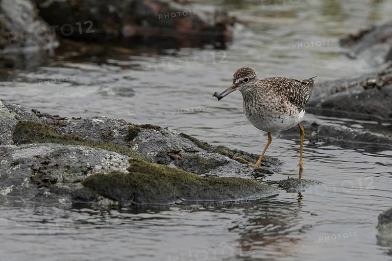 Wood Sandpiper (Tringa glareola), Dalarna, Sweden, Europe