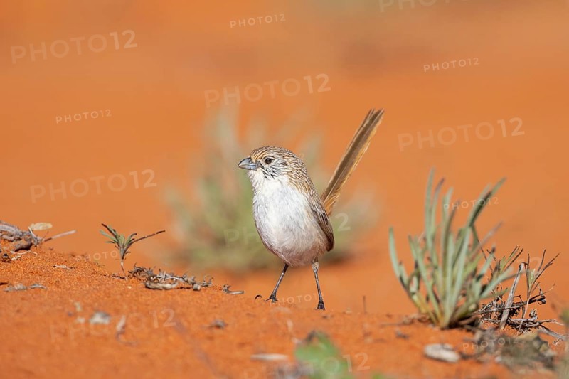 Eyrean Grasswren (Amytornis goyderi) perched on the ground, South Australia, Australia, Oceania