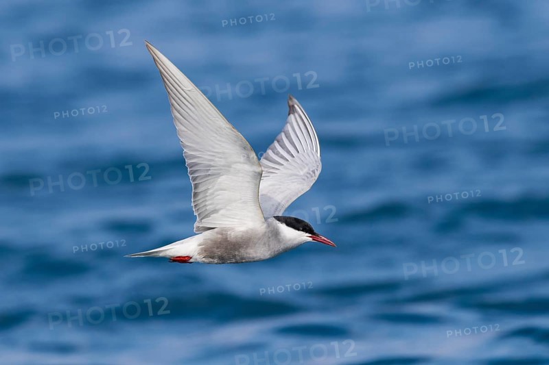 Whiskered Tern (Chlidonias hybrida) flying, Eilat, Israel, Asia
