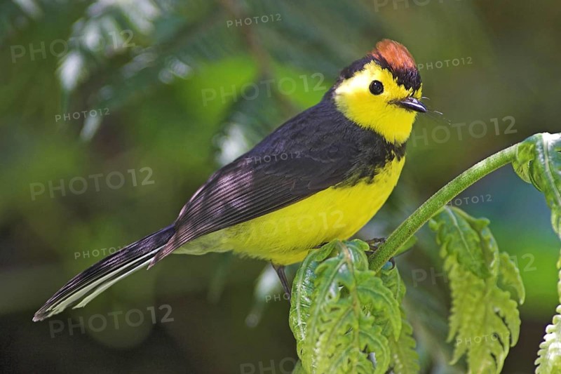 Collared Whitestart (Myioborus torquatus), Costa Rica, Central America