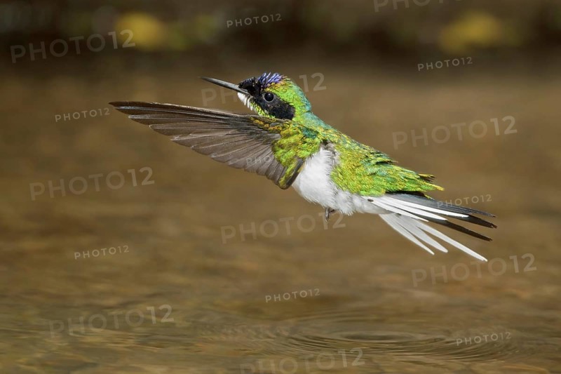 Purple-crowned Fairy (Heliothryx barroti), Costa Rica, Central America
