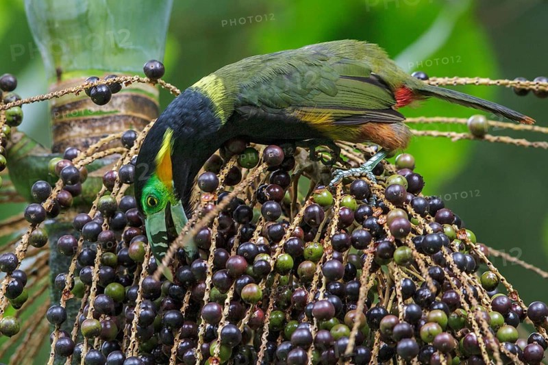 Spot-billed Toucanet (Selenidera maculirostris) feeding on palm fruits in the Atlantic rainforest of southeast Brazil