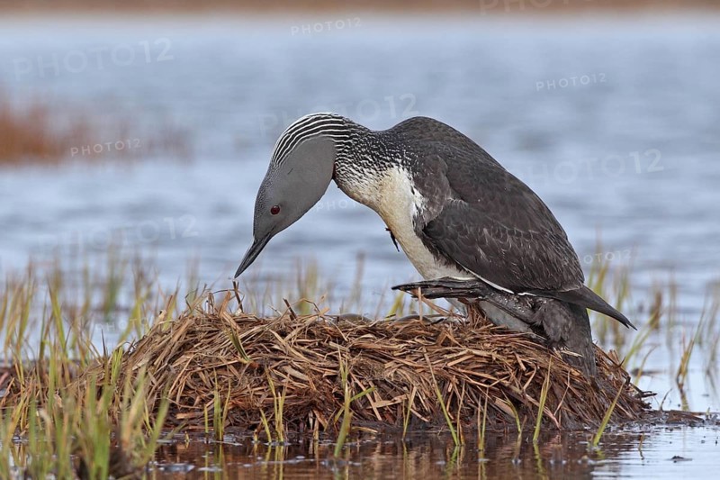 Sterntaucher (Gavia stellata)