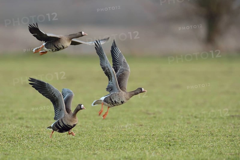 Greater White-fronted Goose (Anser albifrons) group flying, North Rhine-Westphalia, Germany, Europe