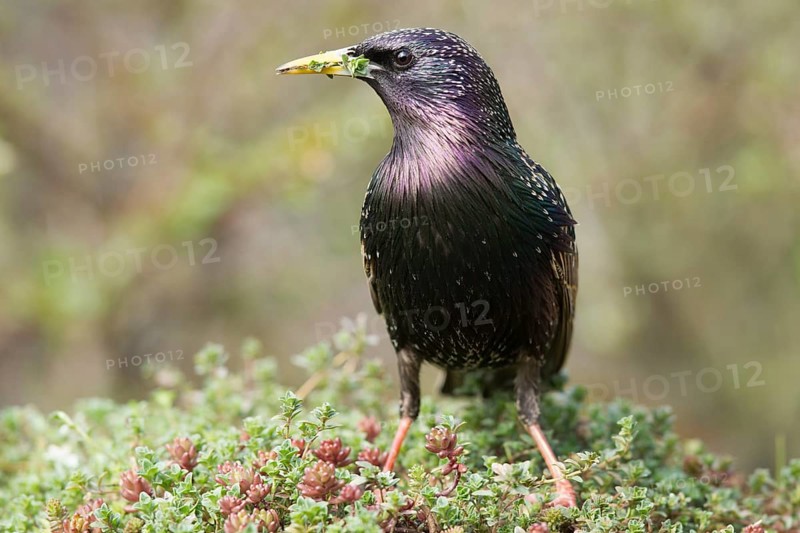 Common Starling (Sturnus vulgaris) male, Bavaria, Germany, Europe