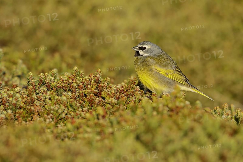 Black-throated Finch (Melanodera melanodera) perched on the ground in the Falkland Islands