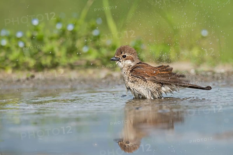 Red-backed Shrike (Lanius collurio) female bathing, Aosta Valley, Italy, Europe
