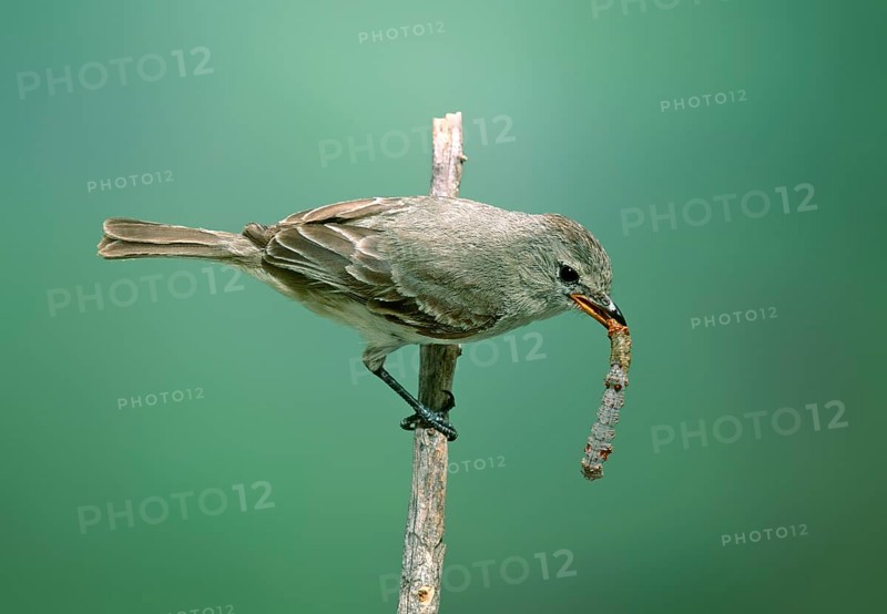 Northern Beardless-Tyrannulet Camptostoma imberbe Patagonia, ARIZONA, United States May Adult with moth larva. Tyrannidae