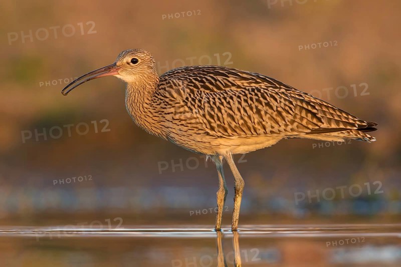 Eurasian Curlew (Numenius arquata) foraging, Poland, Europe