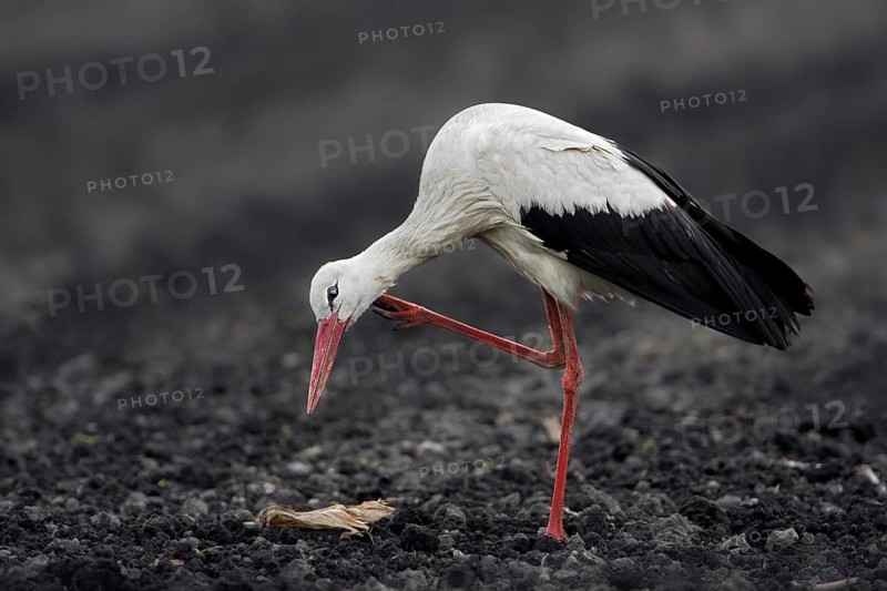 White Stork (Ciconia ciconia), Saxony-Anhalt, Germany, Europe