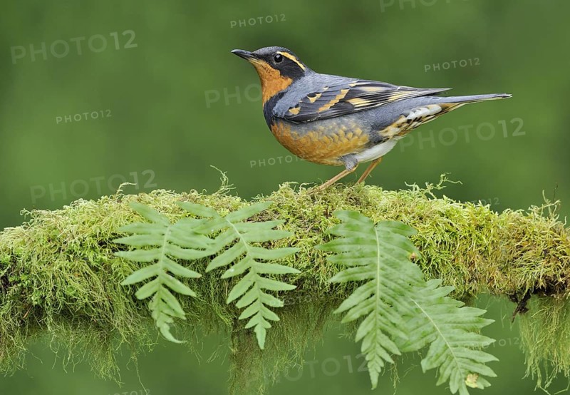 Varied Thrush (Ixoreus naevius), British Columbia, Canada, North America