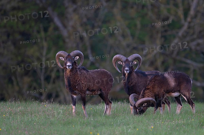 European mouflon (Ovis gmelini musimon, Syn.: Ovis orientalis musimon, Ovis aries musimon), Gerolstein, Eifel, Rhineland-Palatinate, Germany, Europe