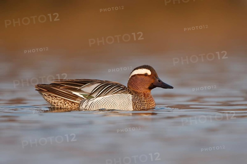 Garganey (Spatula querquedula) male, Utrecht, Netherlands