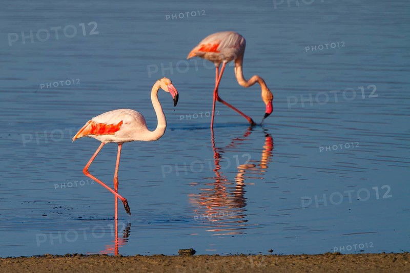 Greater Flamingo (Phoenicopterus roseus), Greece, Europe