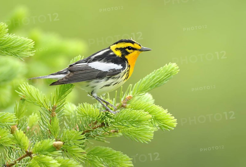 Blackburnian Warbler (Setophaga fusca), Canada, North America