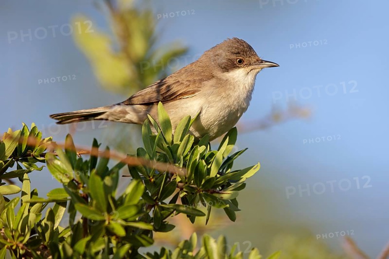Nachtigallengrasmücke, Eastern Orphean Warbler, Sylvia crassirostris, Orpheusgrasmücke, Östliche Orpheusgrasmücke