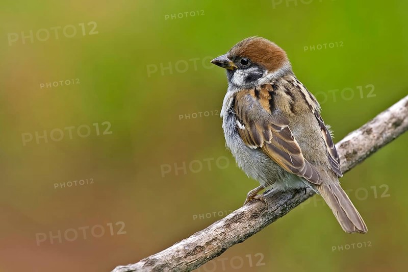 Eurasian Tree Sparrow (Passer montanus), Saxony-Anhalt, Germany, Europe