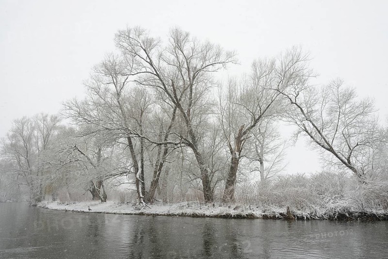 Winter landscape by a river, willows (Salix) on the bank in heavy snowfall, North Rhine-Westphalia, Germany, Europe