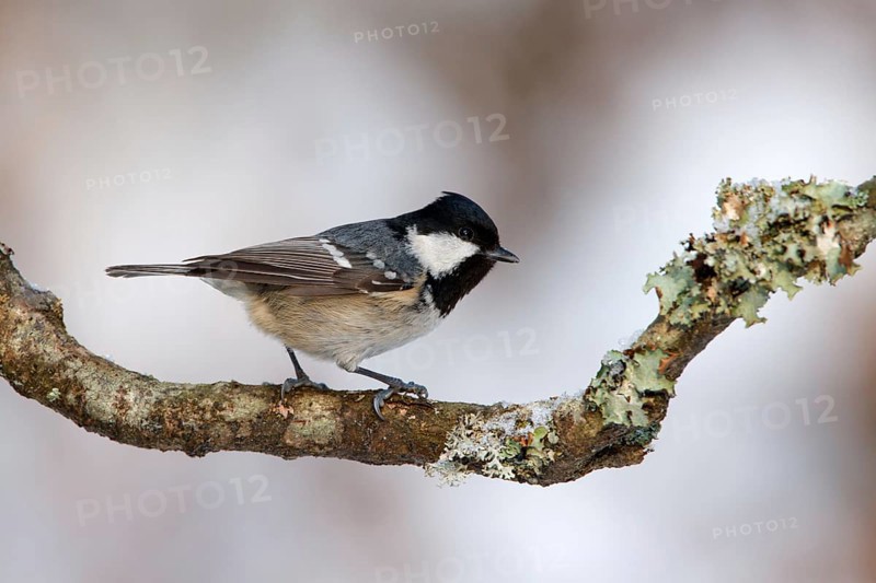 Zwarte mees, Coal tit, Periparus ater