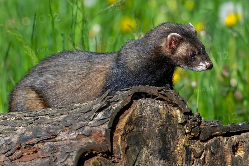 European polecat (Mustela putorius) on the hunt, looking for prey from fallen tree trunk in meadow