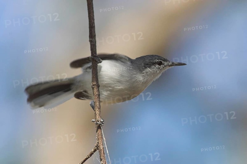 White-lored Gnatcatcher (Polioptila albiloris), Costa Rica, Central America
