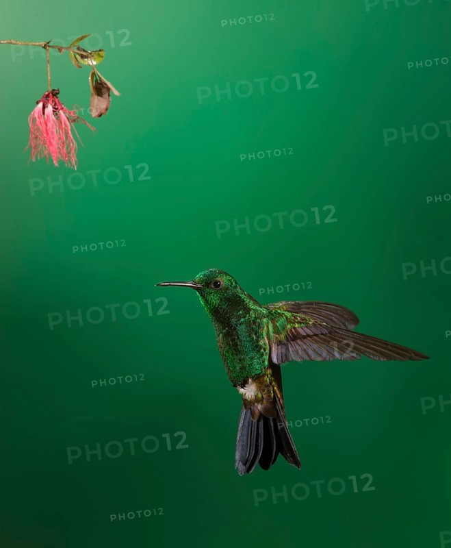 Copper-rumped Hummingbird (Amazilia tobaci), Trinidad and Tobago, Central America