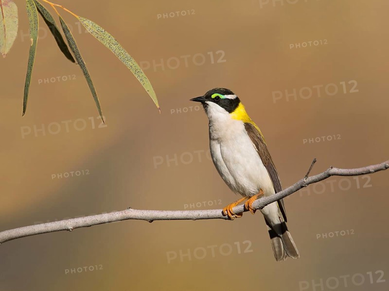 Black-chinned Honeyeater (Melithreptus gularis laetior), Northern Territory, Australia, Oceania