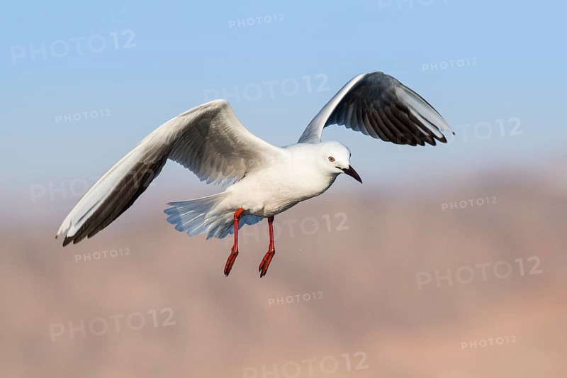Slender-billed Gull (Chroicocephalus genei) flying, Eilat, Israel, Asia