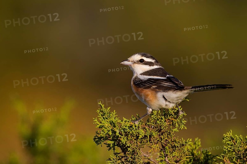 Masked Shrike (Lanius nubicus) female perched on a branch, Cyprus, Europe
