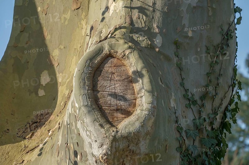 Platanus × acerifolia, close-up of tree trunk, Germany, Europe