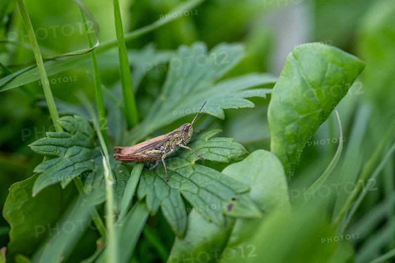 Great green bush cricket (locusta), grasshopper, on a leaf in a meadow, Tyrol, Austria, Europe