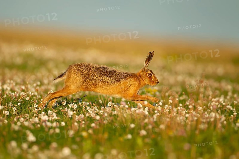 European brown hare (Lepus europaeus) adult animal running amongst Sea campion flowers in summer, England, United Kingdom, Europe