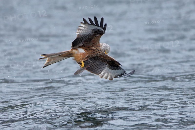 Rotmilan, lat. Milvus milvus, Altvogel verliert den von der Wasseroberfläche aufgegriffenen toten Fisch